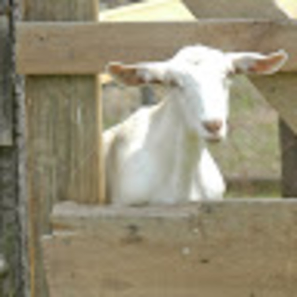 Meet your Posher, Megan - Picture 1 of 1